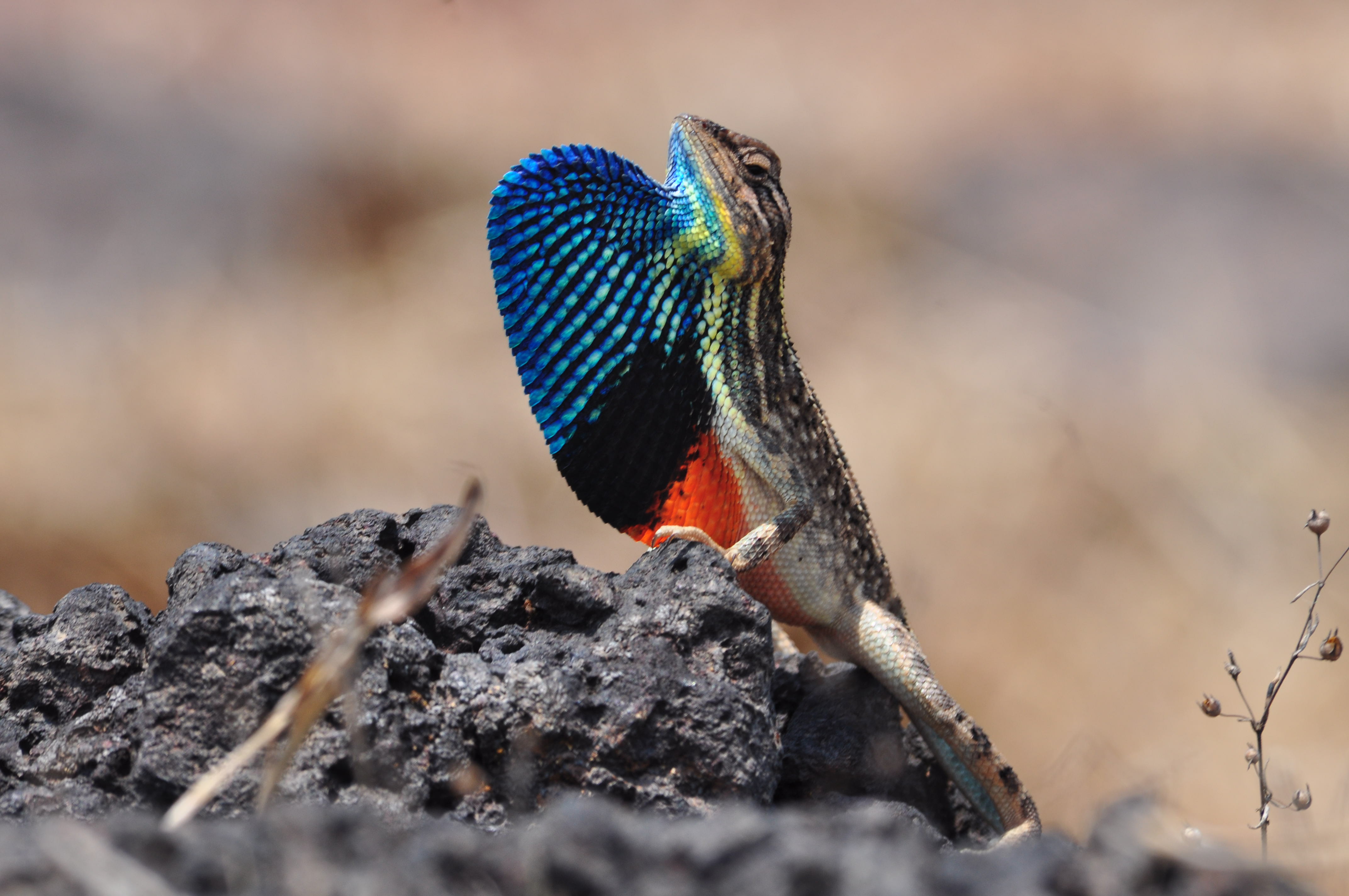 1. A fan-throated lizard (Sarada superba)